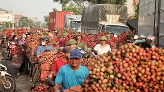 Bắc Giang đẩy mạnh đa kênh xúc tiến thương mại vải thiều