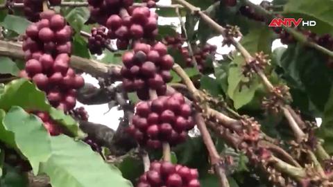Bảo đảm sản xuất, chế biến, tiêu thụ và xuất khẩu nông sản