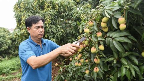 Bắc Giang: Vải thiều chín sớm vào vụ thu hoạch