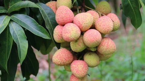 Khẳng định thương hiệu nông sản Việt Nam – nhìn từ câu chuyện trái vải thiều