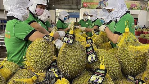 Ngành sầu riêng trước sức ép tái cơ cấu