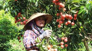 Xây dựng thương hiệu trái vải thiều trên bản đồ nông sản thế giới