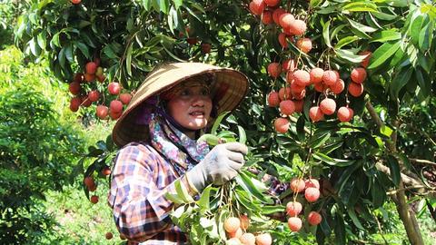 Xây dựng thương hiệu trái vải thiều trên bản đồ nông sản thế giới