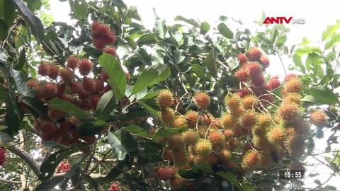 Nhà vườn bước vào mùa du lịch