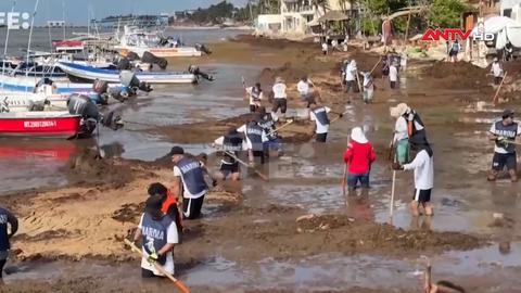Rong mơ – mối đe dọa đối với ngành du lịch biển