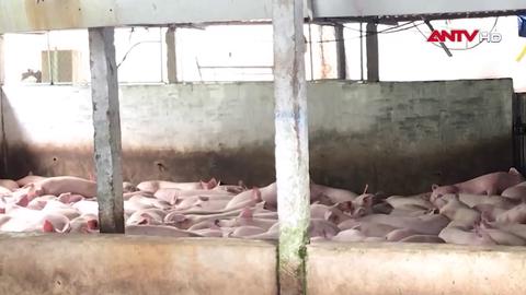 Vụ C.P Việt Nam bị tố bán heo bệnh: Không khởi tố vụ án 
