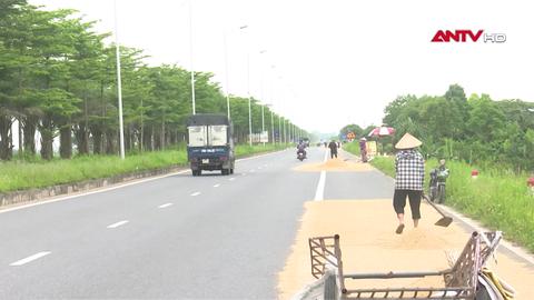 Nguy hiểm việc phơi thóc lúa trên đường