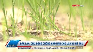 Đắk Lắk chủ động chống khô hạn cho lúa vụ hè thu