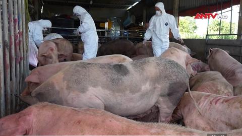Quảng Ngãi: Phát hiện cơ sở thu mua heo dịch làm thực phẩm 