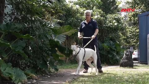 Colombia: Ngôi trường cho những chú chó hoang