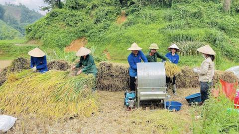 Công an xã hỗ trợ người dân thu hoạch lúa 