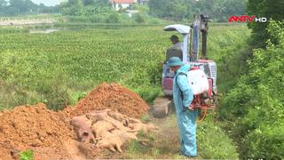 Nhiều biện pháp ngăn chặn dịch tả lợn châu Phi bùng phát