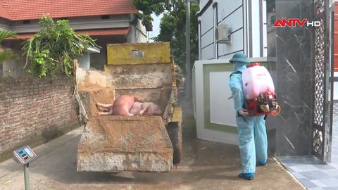 Hộ chăn nuôi lao đao vì dịch tả lợn châu Phi