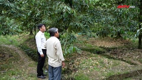 Xây dựng chuỗi giá trị cây công nghiệp chủ lực quốc gia