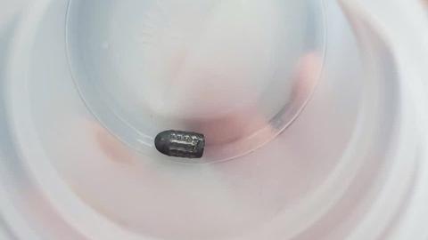 Xác định người bắn súng hơi khiến đạn lạc trúng đầu người phụ nữ làm vườn