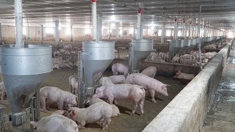 970 ổ dịch, 100.000 con lợn bị tiêu hủy, Bộ Nông nghiệp và Môi trường chỉ đạo khẩn