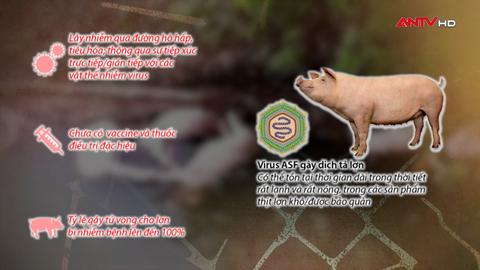 Dịch tả lợn và mối đe doạ đối với môi trường