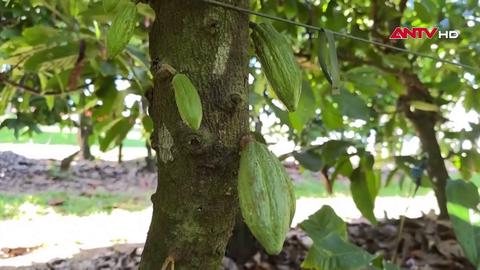 Australia: Diện tích trồng cây cacao phát triển nhờ nhu cầu socola tăng