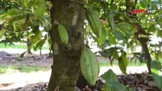 Australia: Diện tích trồng cây cacao phát triển nhờ nhu cầu socola tăng