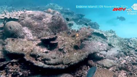 Rạn san hô Great Barrier suy giảm diện tích kỷ lục