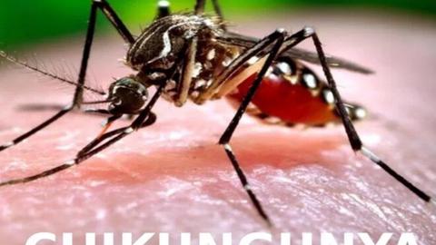 Thận trọng dịch bệnh chikungunya