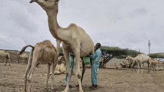Sữa lạc đà - "vàng trắng" của Somalia