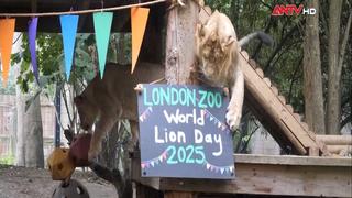 Sở thú London, Anh cân đo sức khỏe cho các con vật