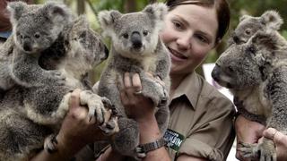 Những tình nguyện viên chăm sóc gấu túi Australia