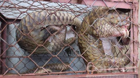 Cảnh báo nạn nuôi nhốt, buôn bán động vật hoang dã trái phép