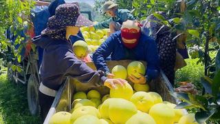 Bưởi Phúc Trạch vào mùa thu hoạch