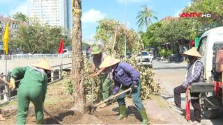 Trồng lại cây xanh sau bão
