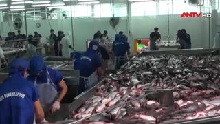 Xuất khẩu cá tra đạt 1,4 tỷ USD sau 8 tháng