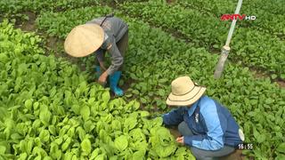 Nông dân sản xuất rau màu, đảm bảo nguồn cung