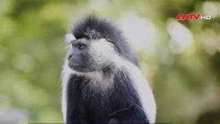 Kenya nỗ lực bảo tồn loài khỉ Colobus