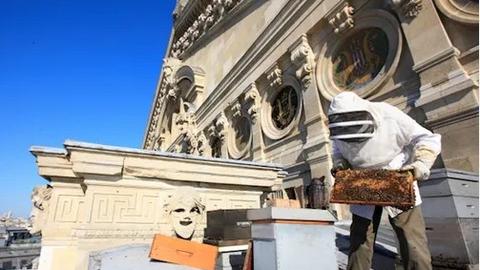 Nuôi ong trên mái nhà ở thủ đô Athens