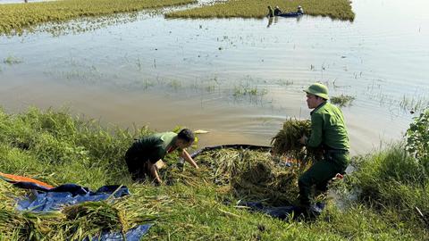 Trung đoàn Cảnh sát cơ động Thủ đô giúp dân gặt lúa chạy lũ