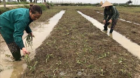 Nông dân Nghệ An xuống đồng sản xuất vụ Đông sau bão lũ