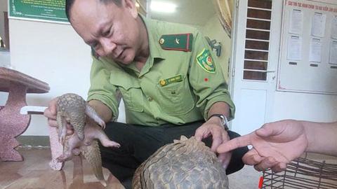 Người dân giao nộp 2 cá thể tê tê quý hiếm