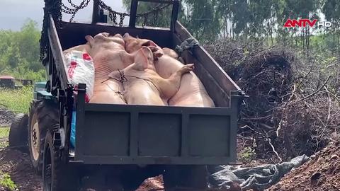 Dịch tả lợn châu Phi vẫn chưa được ngăn chặn triệt để