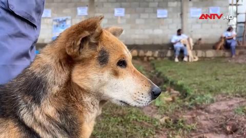 Sứ mệnh bảo vệ những chú chó bị bỏ rơi ở Ethiopia
