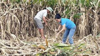 Khẩn trương khôi phục sản xuất nông nghiệp sau bão lũ