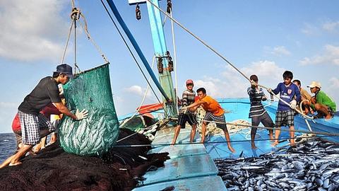 Tháng cao điểm chống khai thác hải sản bất hợp pháp