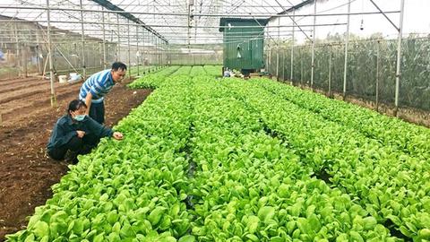 Tăng tốc sản xuất nông nghiệp vụ cuối năm