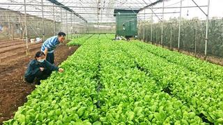 Tăng tốc sản xuất nông nghiệp vụ cuối năm
