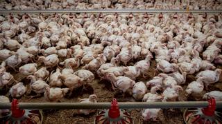 Dịch cúm gia cầm lây lan sớm ở châu Âu