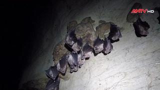 Vai trò của dơi trong hệ sinh thái