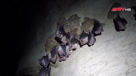 Vai trò của dơi trong hệ sinh thái