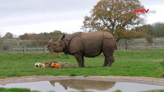 Bữa tiệc Halloween tại sở thú London, Anh