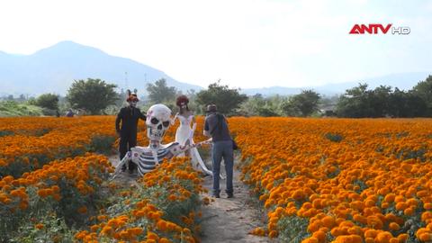 Mexico: Du lịch nông trại hoa hút khách nhân dịp lễ Día de los Muertos