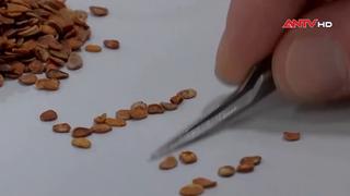 Ngân hàng hạt giống lớn nhất thế giới